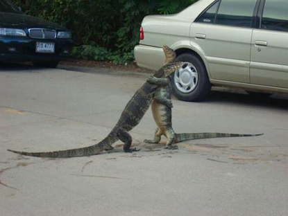 CauseWereGuys's tweet photo. FRANK

FRANK, MAN, YOU’RE ALIVE

I JUST…

I SAW THIS HANDBAG MAN

IT LOOKED JUST LIKE YOU.

OH FRANK I’M SO RELIEVED. http://t.co/ch64ngEixE
