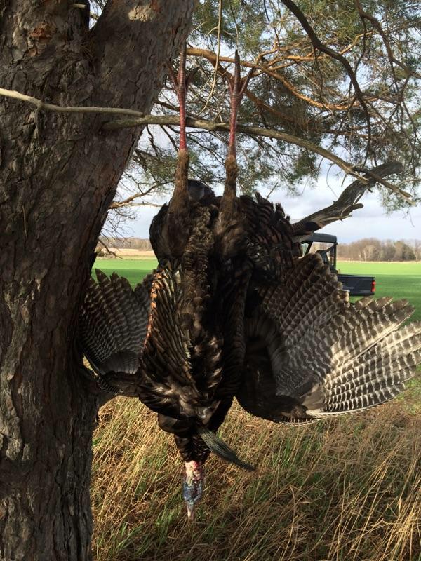 JurekTaylor's tweet photo. 24 pounds 9 3/4 in beard 1 1/4 spurs! #LongBeardXRR #ItsInMyNature #SpringStrut #SpringTurkey http://t.co/I47miJF2pp