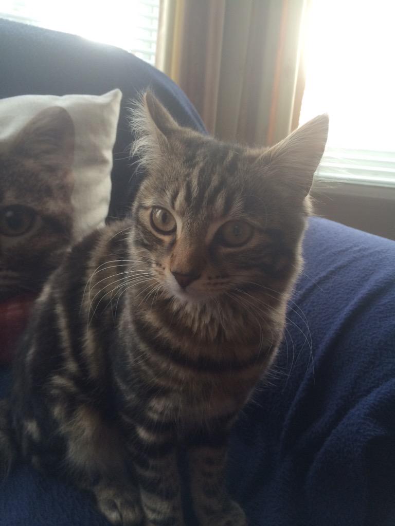 Goosette007's tweet image. #O2HappyCat