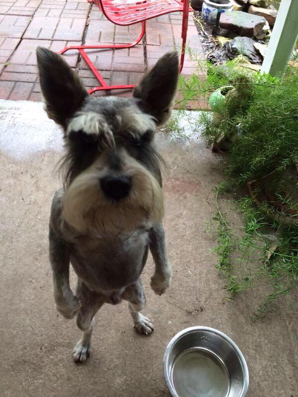 vSavages's tweet photo. "Fake throw that ball one more time bitch, I dare you, asshole" http://t.co/12rfz4xGew