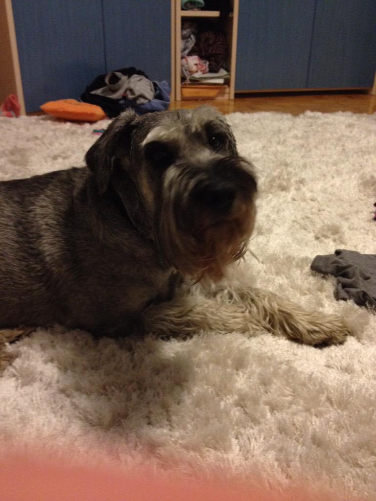 karin_lem's tweet photo. My favourite doggy ❤️❤️ @daniellee_shoi http://t.co/vUIEJYdcRV