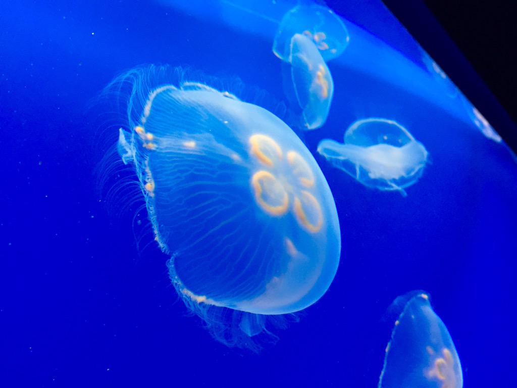 すみだ水族館 公式 クラゲのゴハンはこちら オレンジ色の動物プランクトンです 食べると 胃がオレンジ色になります いきものウィーク たべもの Http T Co Eb4spmuugc