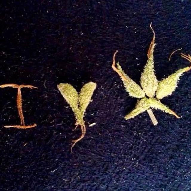 GetNugg's tweet photo. we hope everybody's been having an awesome 4/20 🔥🌲👍 #medicalmarijuana #cannabishelps #yesw… http://t.co/sv16g2zuXl http://t.co/fxIAtxmoOh