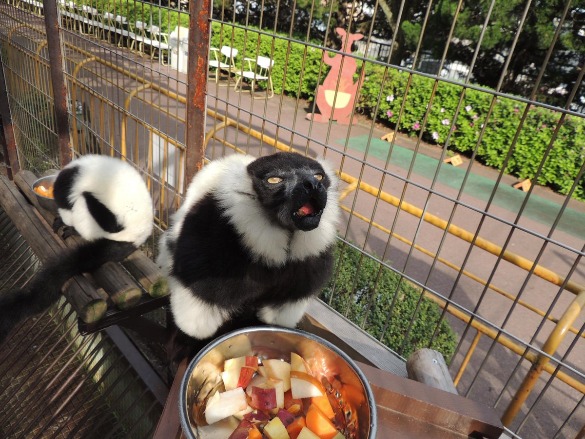 連休直前の動物園 水族館が いきものウィーク のタグで生物の魅力をツイート 日替わりテーマもアリ 5ページ目 Togetter 連休直前の動物園 水族館が いきものウィーク のタグで生物の魅力をツイート 日替わりテーマもアリ 5ページ目 Togetter