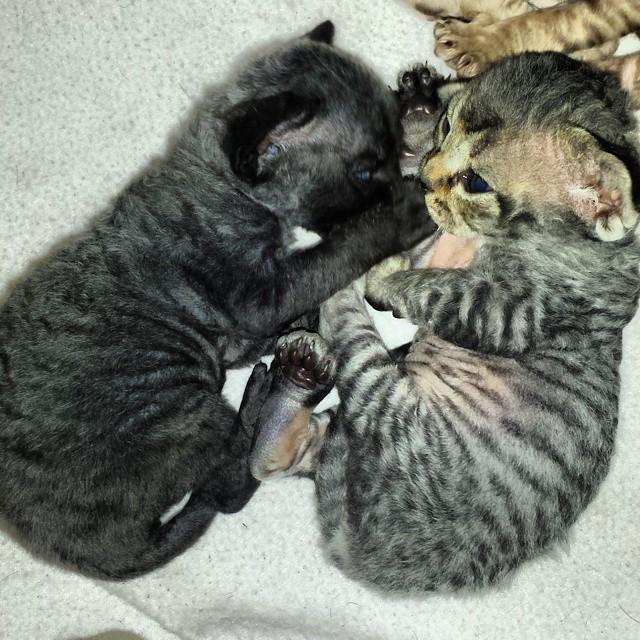 circlingsquare's tweet image. Teddy and Vera #devons #devonrex #catsofinstagram #cat #kitten #catstagram #tortie #pets #ilovemypet #instacat #rex…