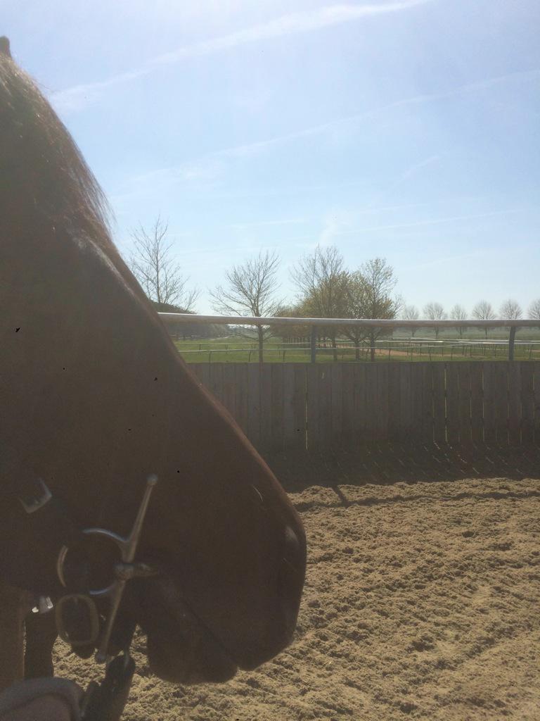 abaileyracing's tweet photo. Charlie enjoying a lunge in the sun #hothorse #upalong http://t.co/PKNyrwQBnG