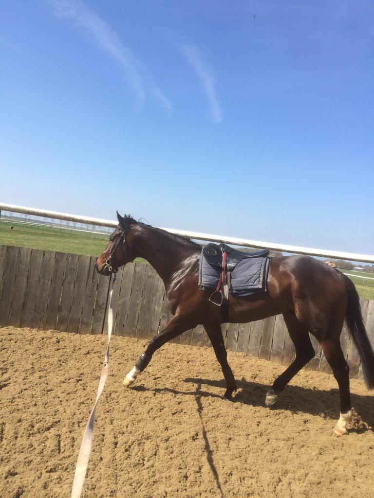 abaileyracing's tweet photo. Charlie enjoying a lunge in the sun #hothorse #upalong http://t.co/PKNyrwQBnG
