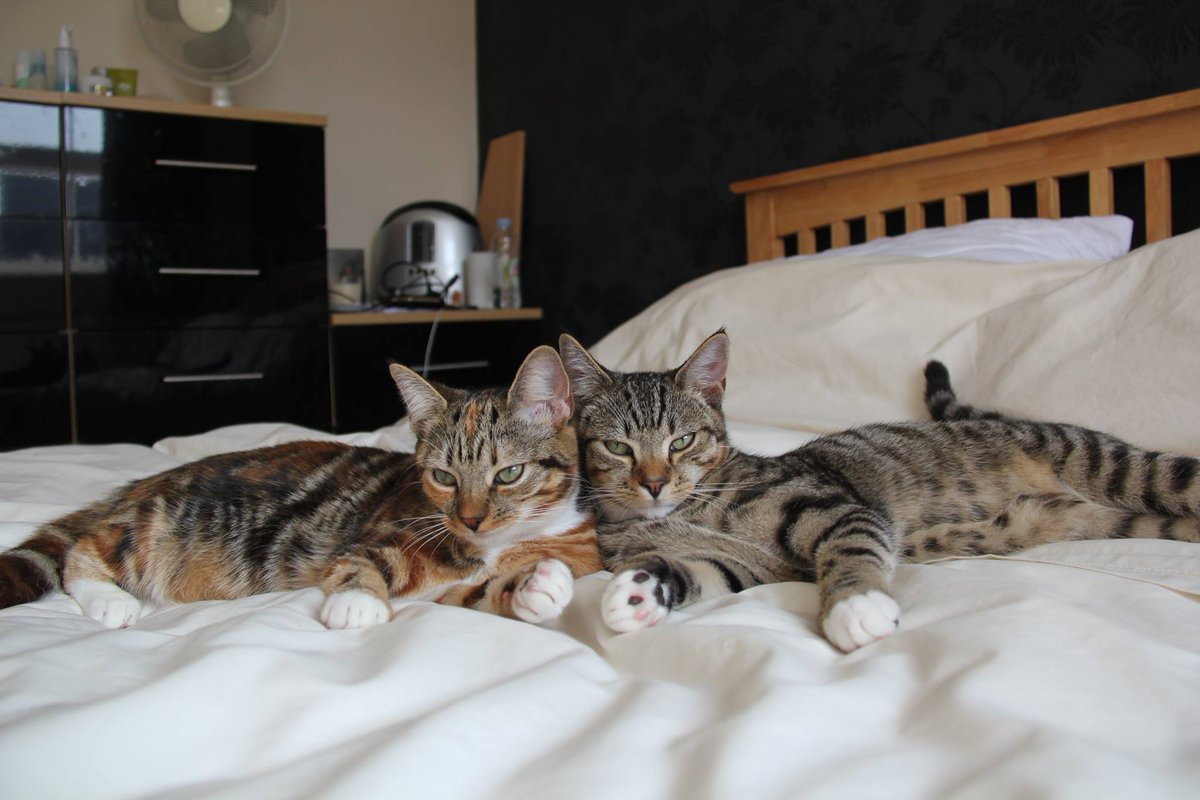iSteveParker's tweet image. @O2 #O2HappyCat Our 2 happy cats relaxing.