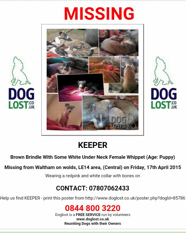 rex_wendy's tweet image. #whippet puppy #missing from #MeltonMowbray pls help #RT @rickygervais @aidannolanmusic TY
