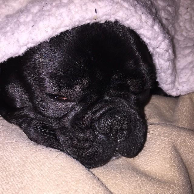 dillonthadude's tweet photo. #sleepypup #goodnight #frenchie #frenchielove #ballardbulldogs #petsofinstagram #puppylove http://t.co/TYXrlfX3x8 http://t.co/k4Fz1l0QF4