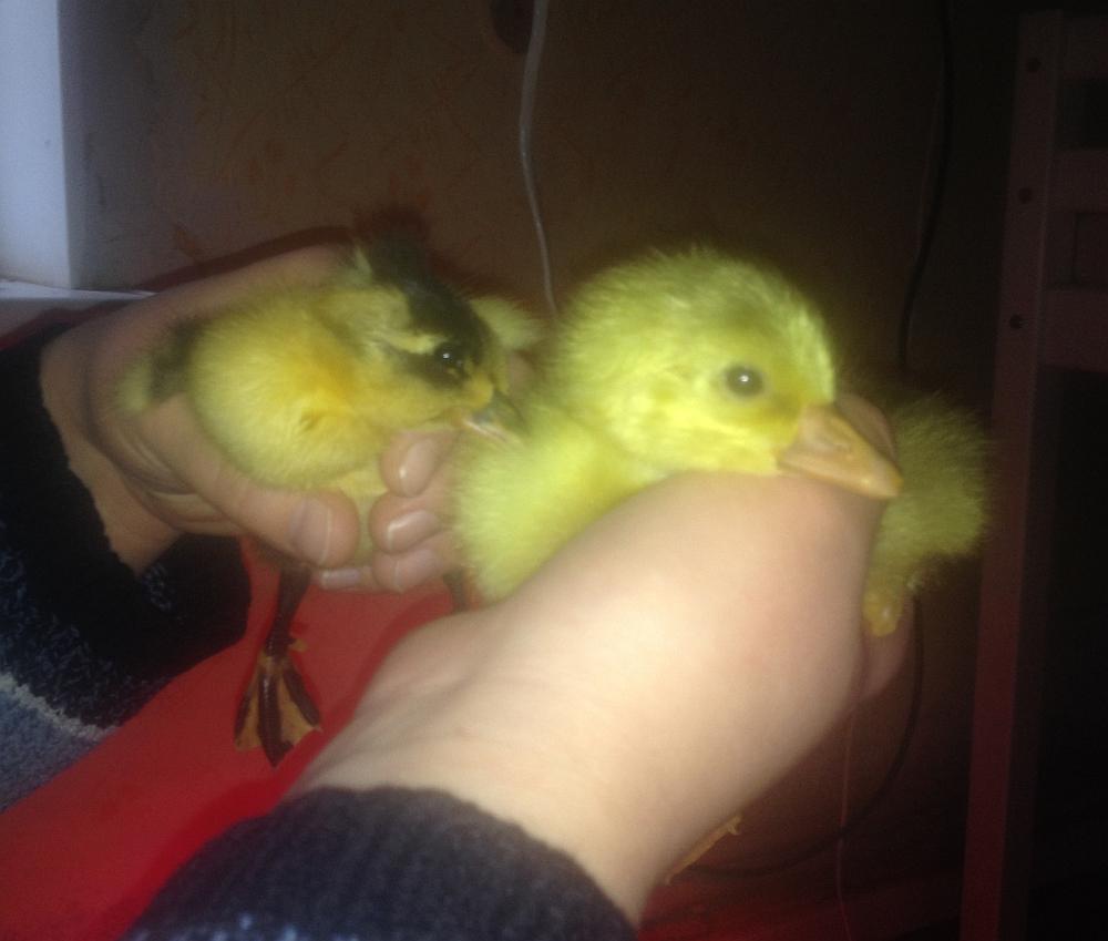 ZvaigznuAitas's tweet photo. #inkubators veiksmīgi pilda perētājas lomu un no 22.03. ieliktajām olām šķiļas pīles un zosis. #cute http://t.co/MK1dJuystn