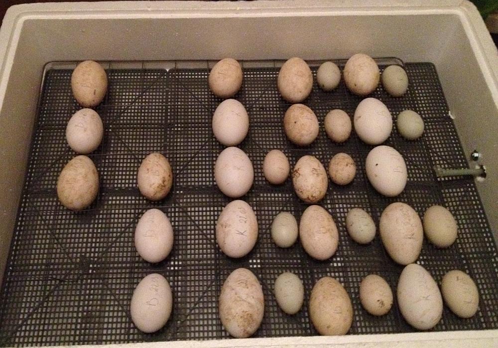 ZvaigznuAitas's tweet photo. #inkubators veiksmīgi pilda perētājas lomu un no 22.03. ieliktajām olām šķiļas pīles un zosis. #cute http://t.co/MK1dJuystn