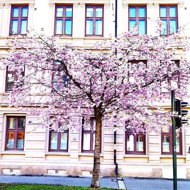NorwayInstagram's tweet photo. Livet i technicolor. #knopper #skudd #tre #vår #blomstring #blossom #spring #sprout #buds #technicolor #tøyen #oslo… http://t.co/7cMEpq3eGc