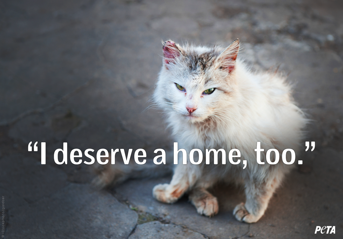 peta's tweet photo. EVERY life has worth. #AdoptDontBuy http://t.co/PzCT12NuAn