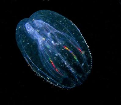 Ctenophora2's tweet photo. I light up the ocean with my bioluminescent lights http://t.co/iGOcbPD0Gr