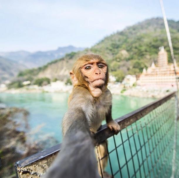 RenaKunisaki's tweet image. #selfie #MonkeySelfie #JustMonkeyThings