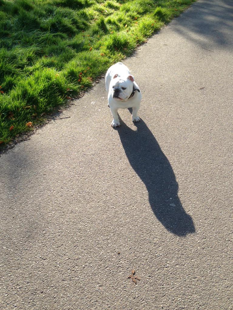 intrudermaccer's tweet image. Walk the dog! #tuples #flakee