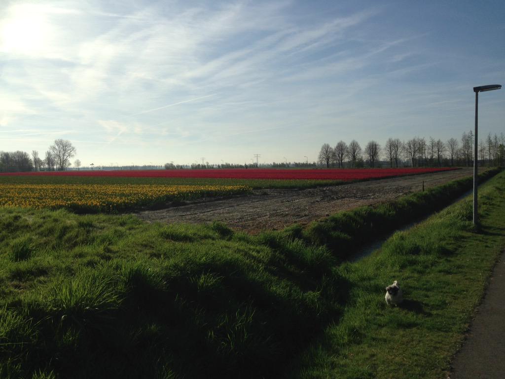 intrudermaccer's tweet image. Walk the dog! #tuples #flakee