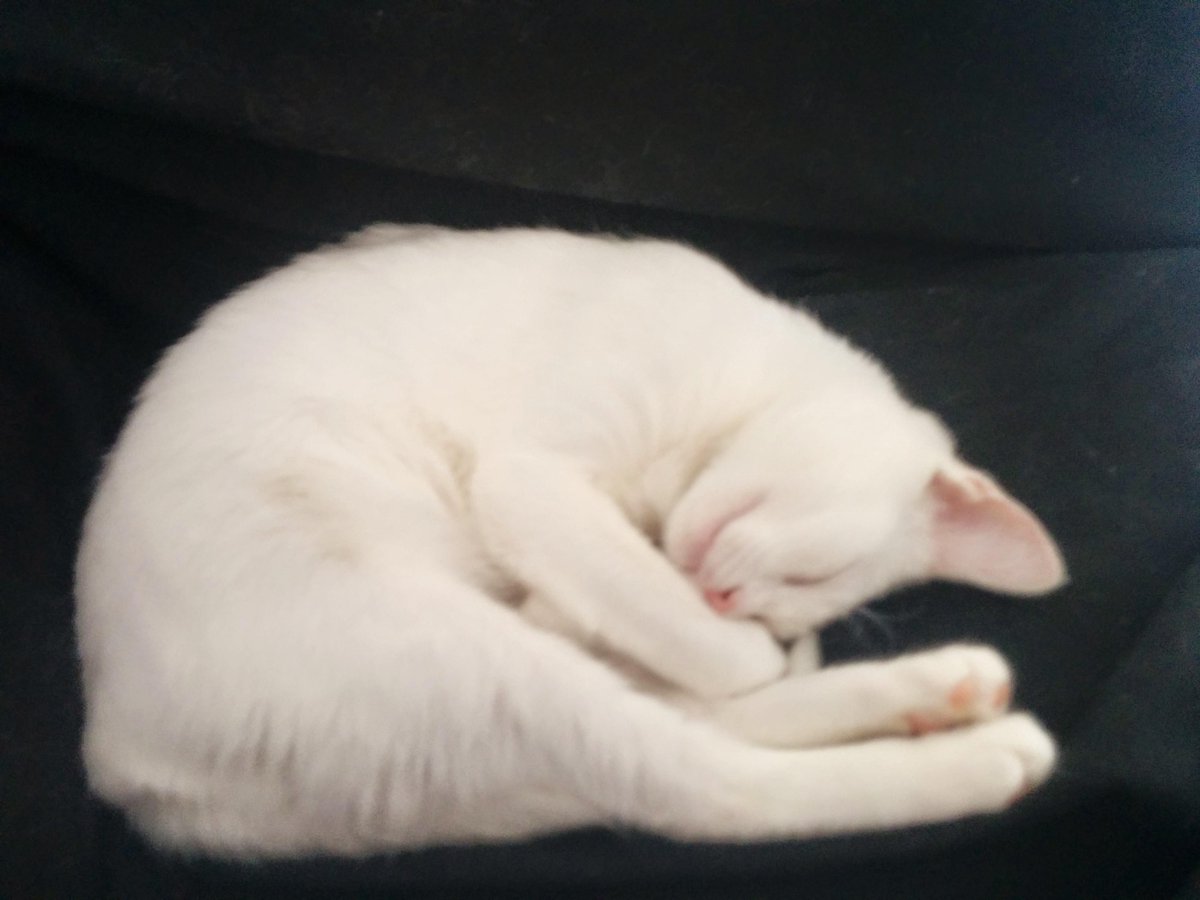 XiioRey's tweet photo. Envidia máxima a mi gata.... #buenosdiasperezosos http://t.co/Zos9xokdl8