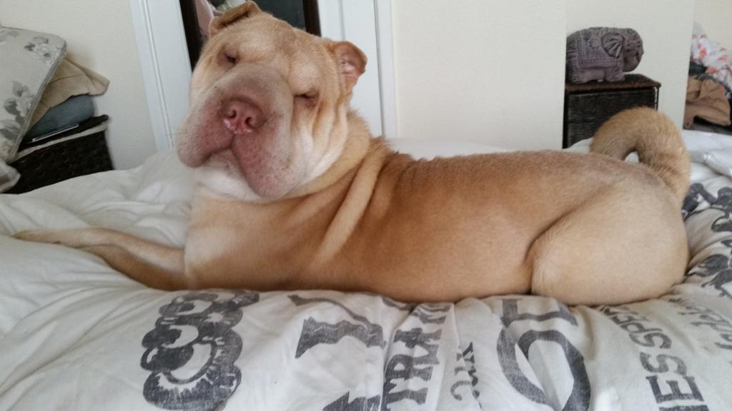 steffarrowsmith's tweet image. 