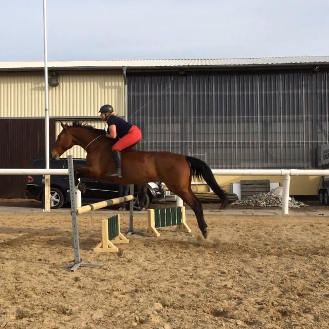 PinocchioPH's tweet photo. Noch ein kurzer Ausschnitt von gestern... #halsring #reiten #springen #riding #jumping #showjumping #Pino #pinocchi… http://t.co/YVurf6A0B4