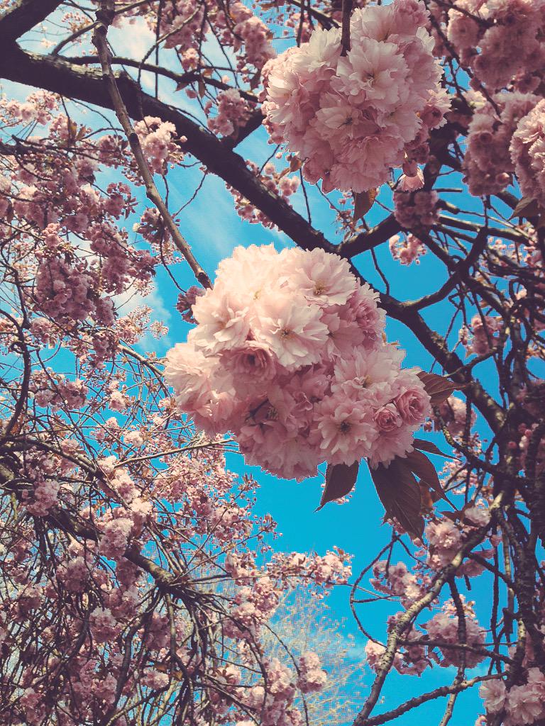 UnderdogOBU's tweet photo. Spring is such a beautiful time of year! http://t.co/5Ksgpx4DjP