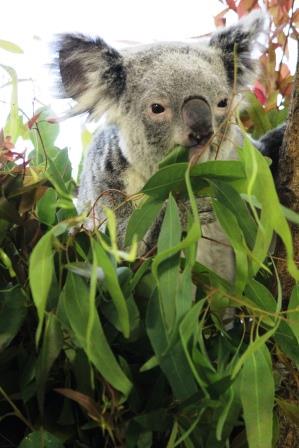 横浜市立金沢動物園 公式 コアラはユーカリの葉しか食べません 600種類以上あるユーカリのうち コアラ が食べるのは わずか数十種類 金沢動物園では10種類のユーカリを与えており そのうちの4 5種類を毎日ブレンドして与えています いきもの