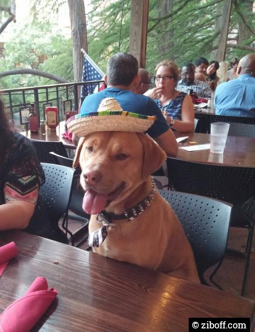 This guy came into my resturant to party. #ziboff #zib