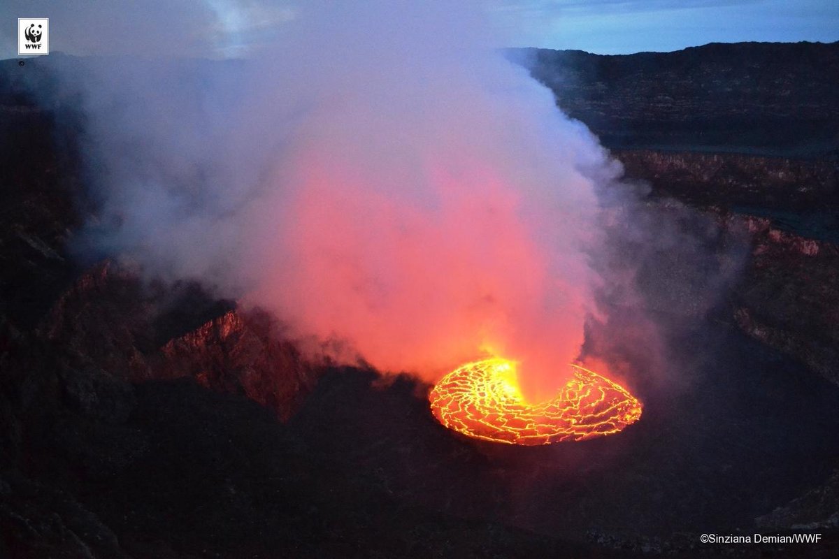 WWFFrance's tweet photo. #Virunga est le foyer de 1/4 des gorilles de montagne et du volcan le plus actif d'Afrique http://t.co/obhF3ucXYO http://t.co/h17THaa5Ej