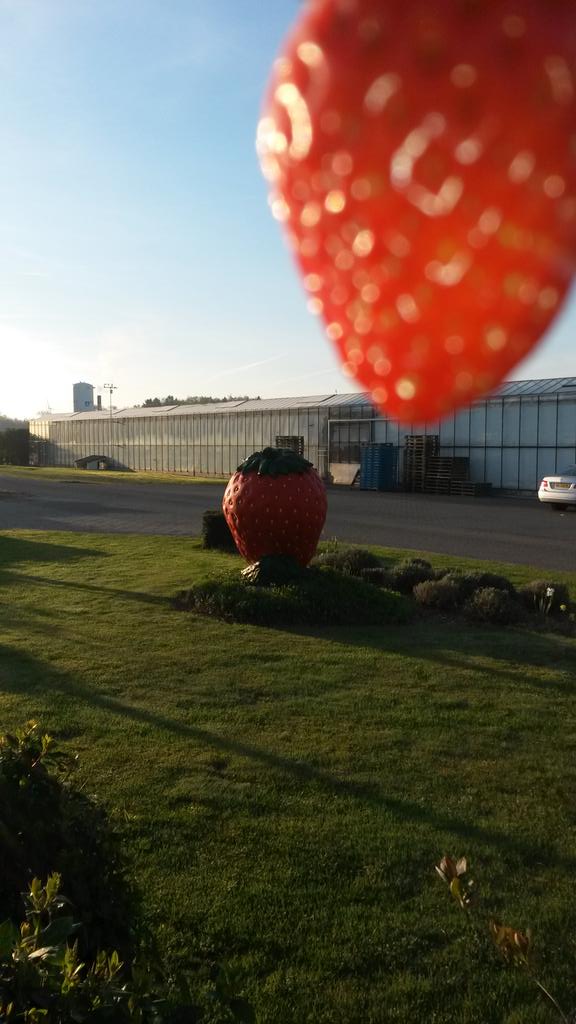 Vandaag is de dag van de aardbei! Een stralende dag een goed begin.