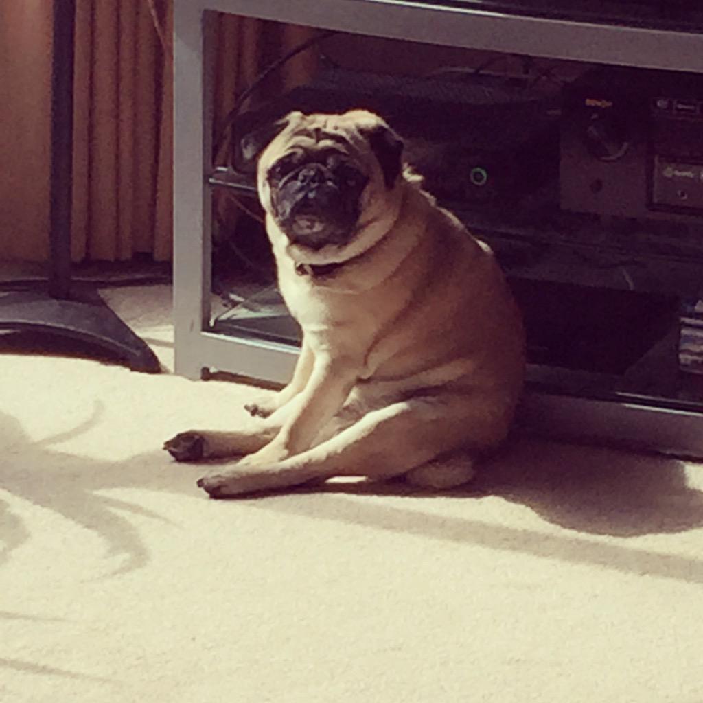 TheSunsetTrail's tweet photo. @mytalktam This guy is Milo. http://t.co/G9BTefYRmZ