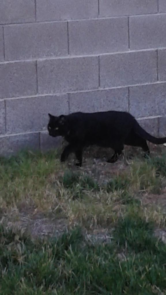 TheBombayCat's tweet photo. I am Jay but today #IAmTiger. Keep this kitteh in your hearts. #JusticeForTiger http://t.co/5YNIImzNxq