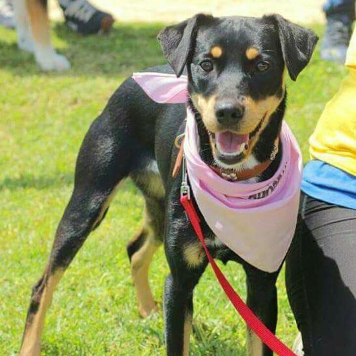 Tere_Villanueva's tweet photo. Nadie se va a enamorar de Lara?? Lleva buscando familia desde que tenía 2 meses y ya tiene 8!! RT POR FAVOR http://t.co/H7MthZZfHP