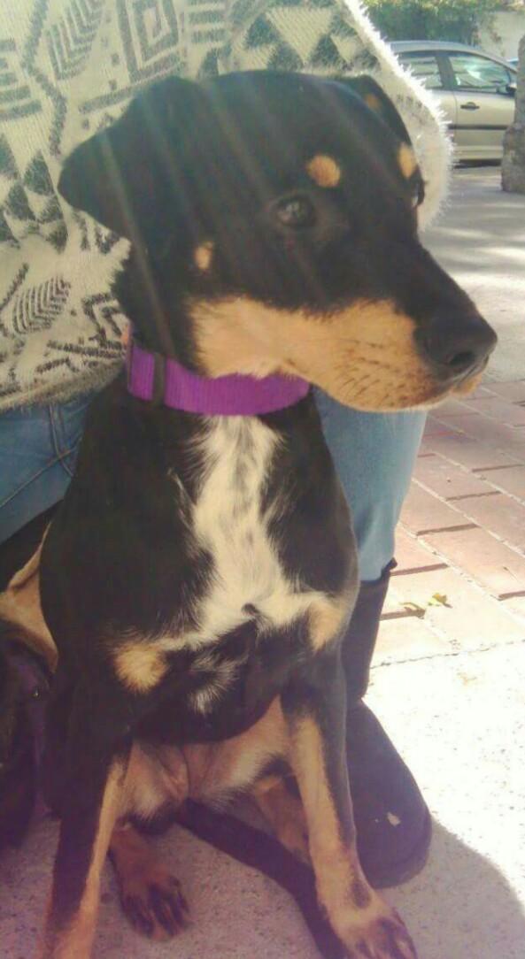 Tere_Villanueva's tweet photo. Nadie se va a enamorar de Lara?? Lleva buscando familia desde que tenía 2 meses y ya tiene 8!! RT POR FAVOR http://t.co/H7MthZZfHP