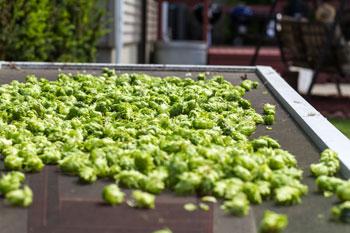 learningherbs's tweet image. RT @HOMEGROWNdotORG: Hop to it, folks! Here's Growing Hops 101: bit.ly/1DcvrZ5