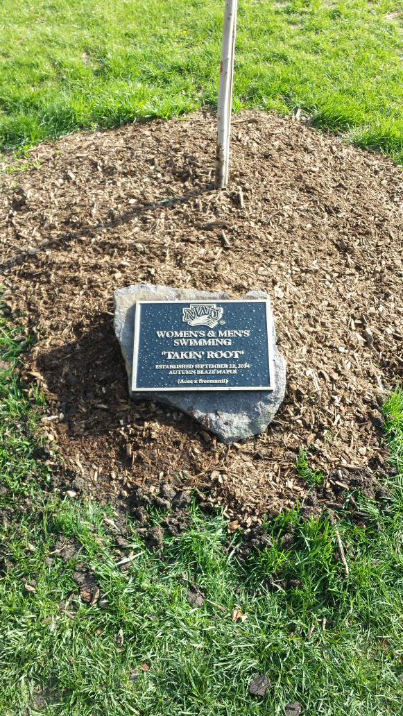 NWUSWIM's tweet photo. COMMEMORATIVE PLAQUE IS IN PLACE AND LEAVES ARE ON THE BRANCHES http://t.co/nrSL9RmOOX