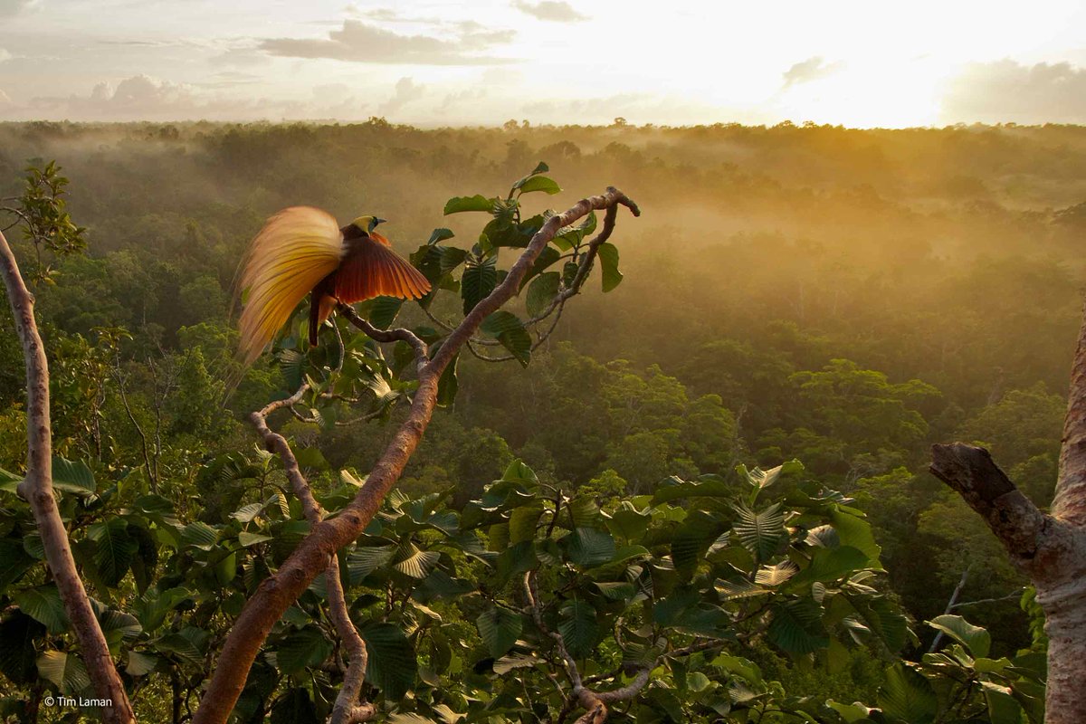 NHM_WPY's tweet image. A male bird of paradise pauses during a dawn display, tail and wings fluffed, mist rising in the distance. ©Tim Laman