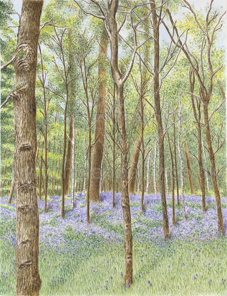 helenparryart's tweet photo. Bluebells Giclee print on
Somerset Velvet 330gsm
various sizes
http://t.co/OPvLXOMy7O
#HelenParry #watercolour http://t.co/WpznEQUD6d