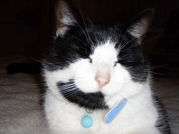 triciapeasmom's tweet image. @O2 #O2HappyCat