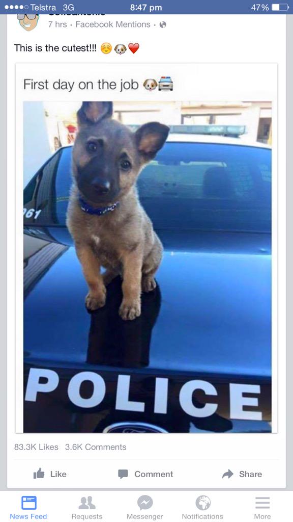AmandaC_JBaus's tweet photo. @SophiaBush you should get one of these cuties on #ChicagoPD #firstdayonthejob #adorable http://t.co/ef97MPixAE