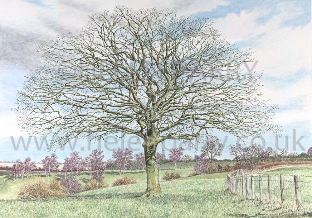 helenparryart's tweet photo. Lonely Oak Tree
Giclee Print
Hahnemuhle Monet Canvas 410gsm http://t.co/idQYEEkXnt
#HelenParry #watercolours #art http://t.co/4KSeLOXqo0