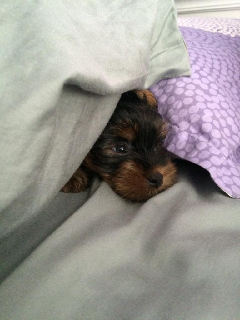 HeyyyItsCharlie's tweet image. See you in 3 weeks 😊❤️ #PrincessCharlie