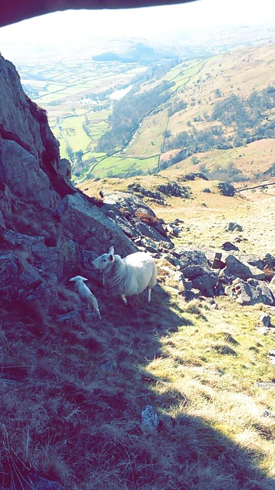 Lambing place with a view!!! #lambing2015 #hillfarming