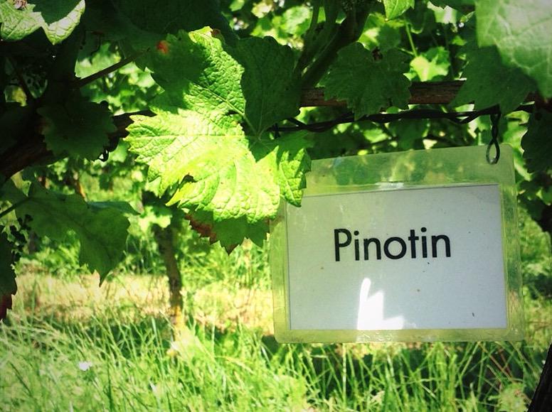 TastyTalesTV's tweet photo. Familiar with this grape? A not so well known variety, but with good results for cold climate wines. #pinotin http://t.co/2rkQN59nd2