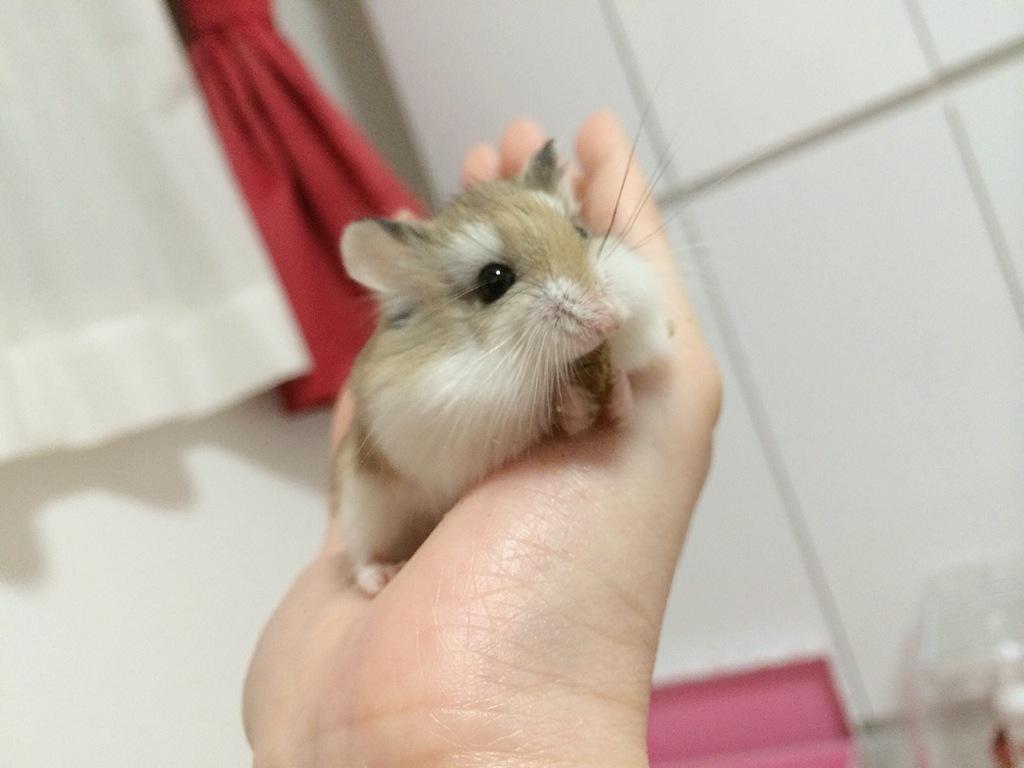 あむ たまに小梅さんって 自分がロボロフスキーってこと忘れてるんじゃないかな と思うのです 小梅 ロボが全員警戒心強くて臆病と思ったら大間違いよ あたしは飼い主なんて怖くないもーん 小梅さんのそういうところ 大好きです Http T Co