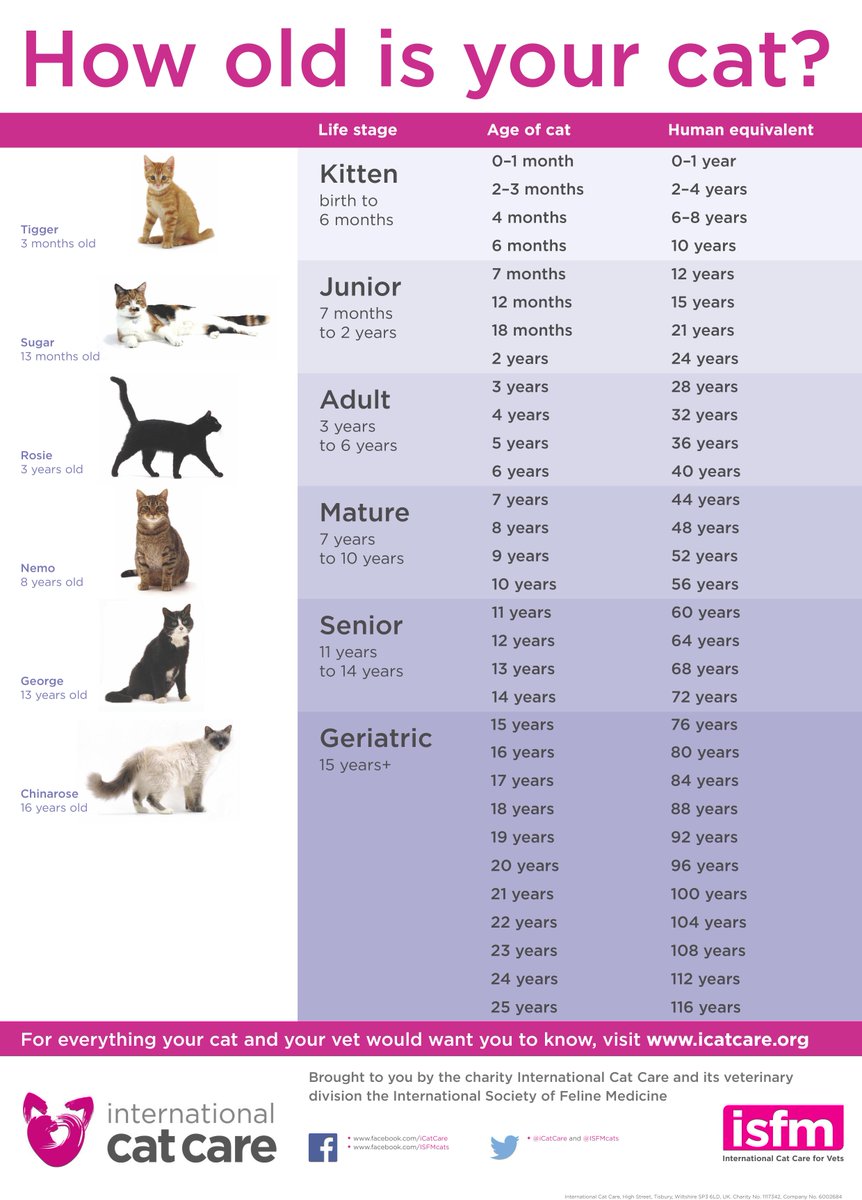 iCatCare's tweet image. We have produced a fantastic new age poster which is now free to download from icatcare.org/how-old-your-c…!
