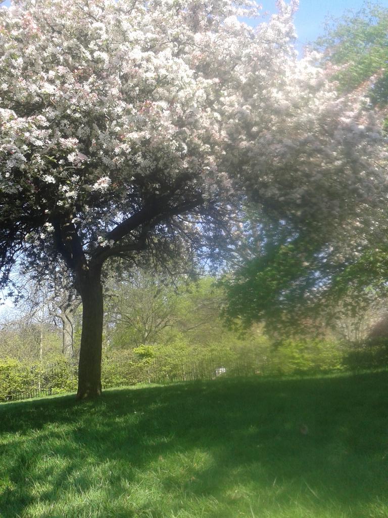 pookyquesnel's tweet image. Ooooooooh I love #spring!!! #singingringingtree