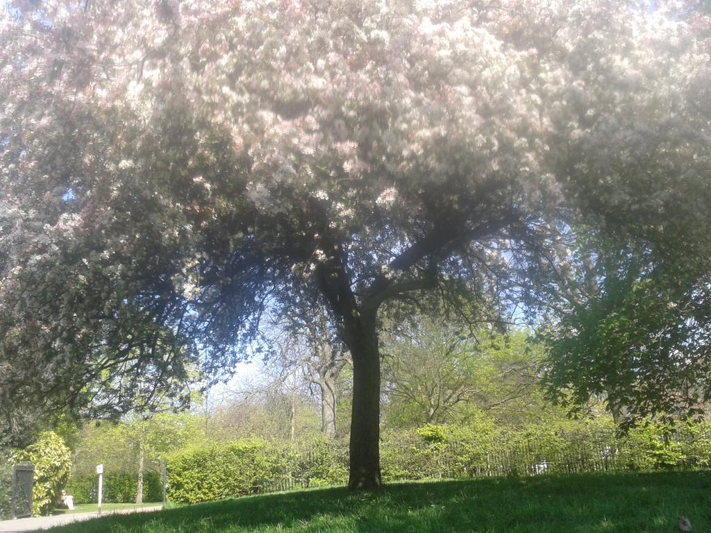pookyquesnel's tweet image. Ooooooooh I love #spring!!! #singingringingtree