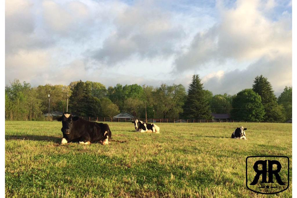 RescueRanchNC's tweet photo. Good MOOOOrning from Rescue Ranch! #RRanan http://t.co/oc9iPYJjT2