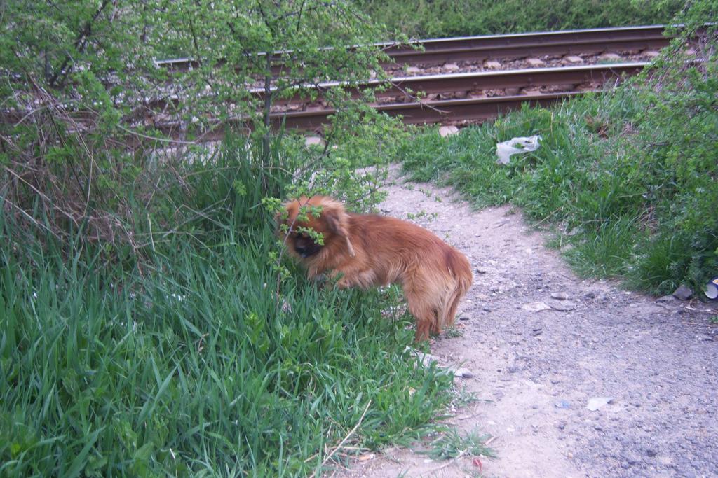 Chez_Em's tweet photo. He/she needs their eye fixed urgently 

For months on the side of a road would you adopt him? 

http://t.co/AOOwukGUdT via @leagueofrescue